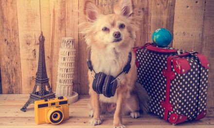 What to Pack in Your Dog’s Holiday Bag